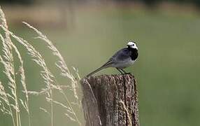 White Wagtail