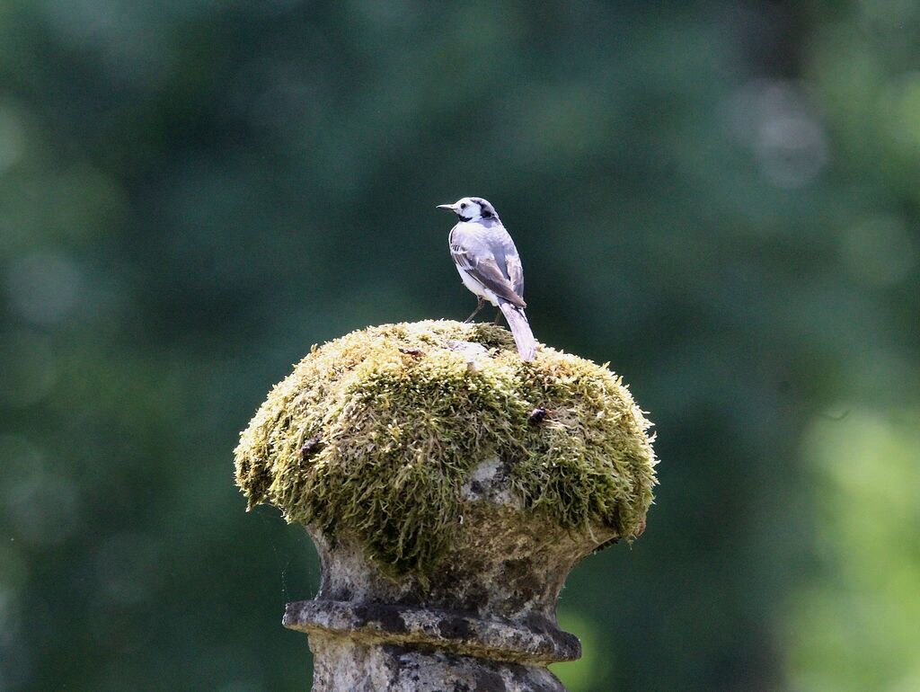 White Wagtail