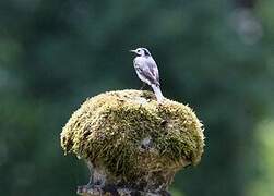 White Wagtail