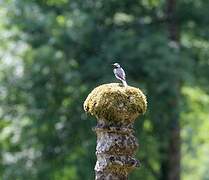 White Wagtail