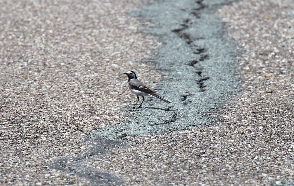 White Wagtail