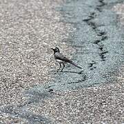 White Wagtail