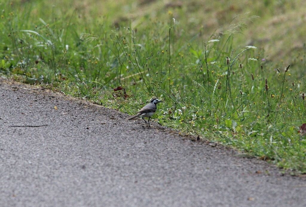 White Wagtail