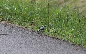 White Wagtail