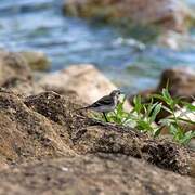 White Wagtail