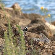 White Wagtail