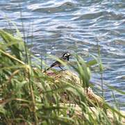 White Wagtail