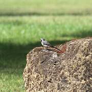 White Wagtail