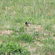 White Wagtail