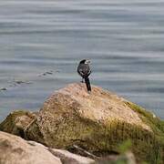 White Wagtail