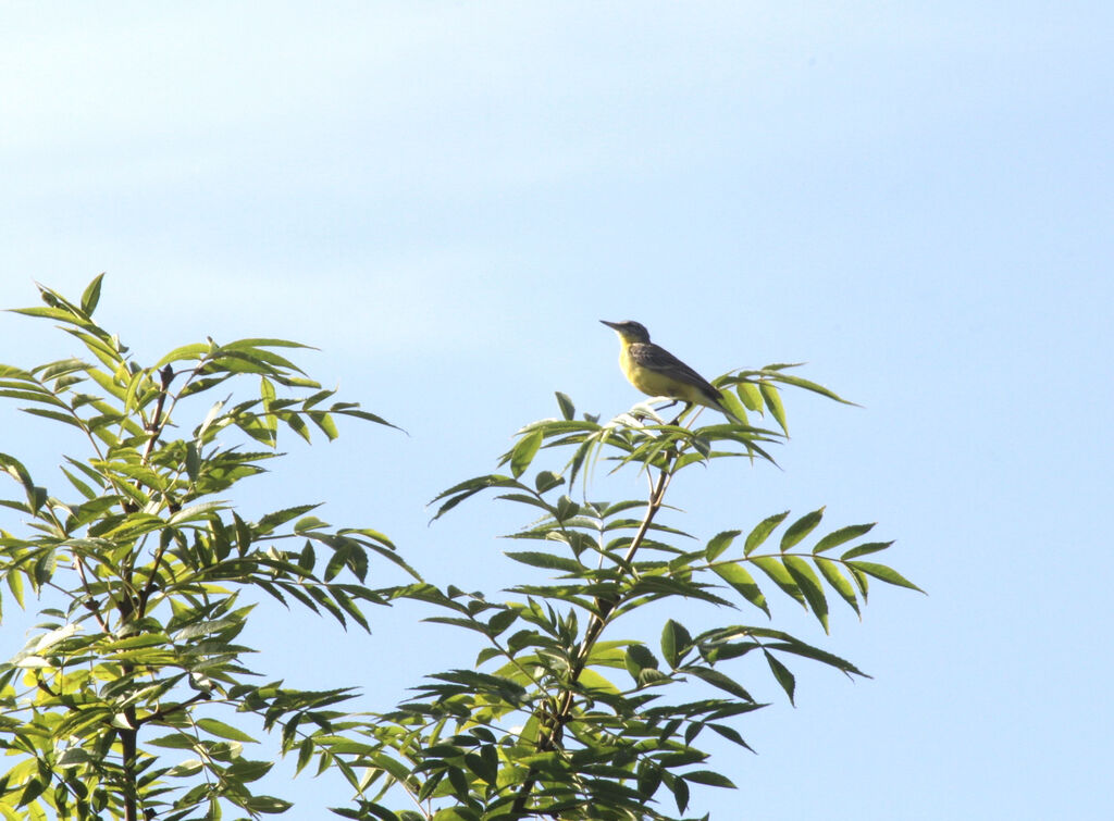 Western Yellow Wagtail