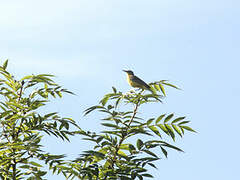 Western Yellow Wagtail