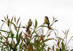 Western Yellow Wagtail