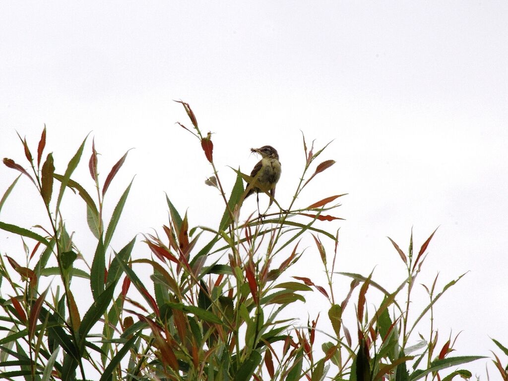 Western Yellow Wagtail