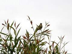 Western Yellow Wagtail