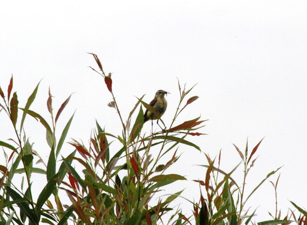 Western Yellow Wagtail