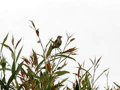 Western Yellow Wagtail