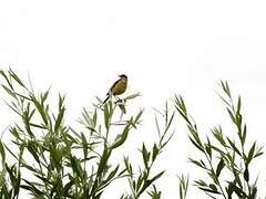 Western Yellow Wagtail