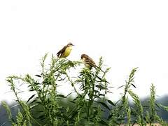 Western Yellow Wagtail