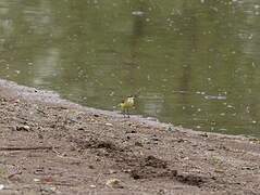 Western Yellow Wagtail