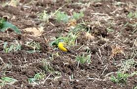 Western Yellow Wagtail