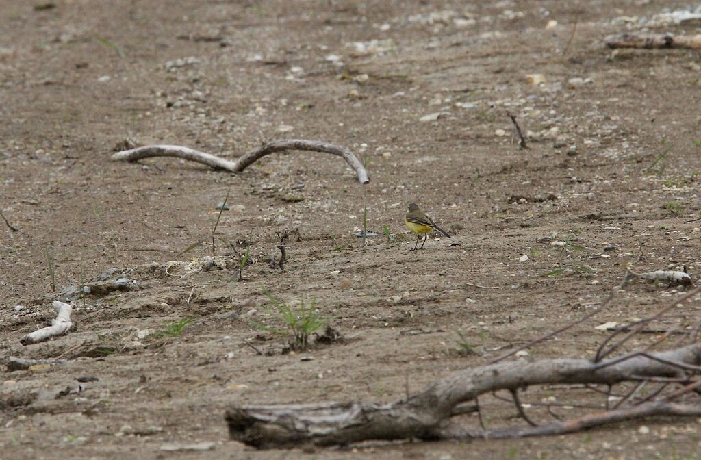 Western Yellow Wagtail