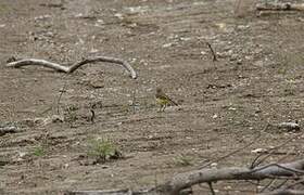 Western Yellow Wagtail