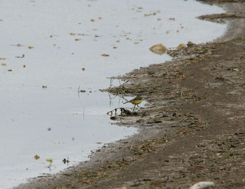 Western Yellow Wagtail