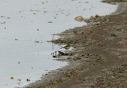 Western Yellow Wagtail