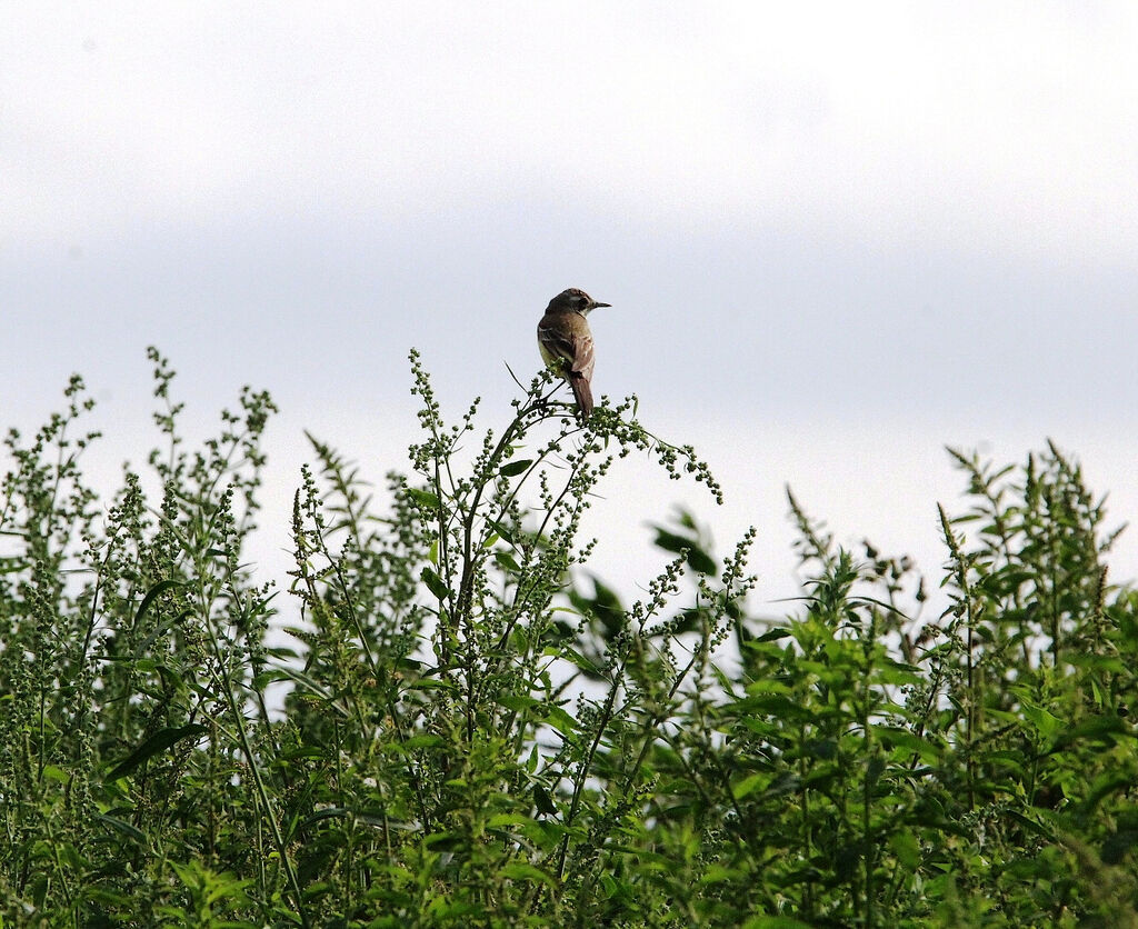 Western Yellow Wagtail