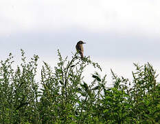 Western Yellow Wagtail