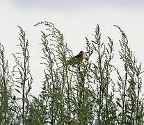 Western Yellow Wagtail