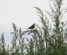 Western Yellow Wagtail