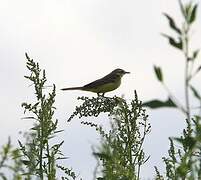 Western Yellow Wagtail