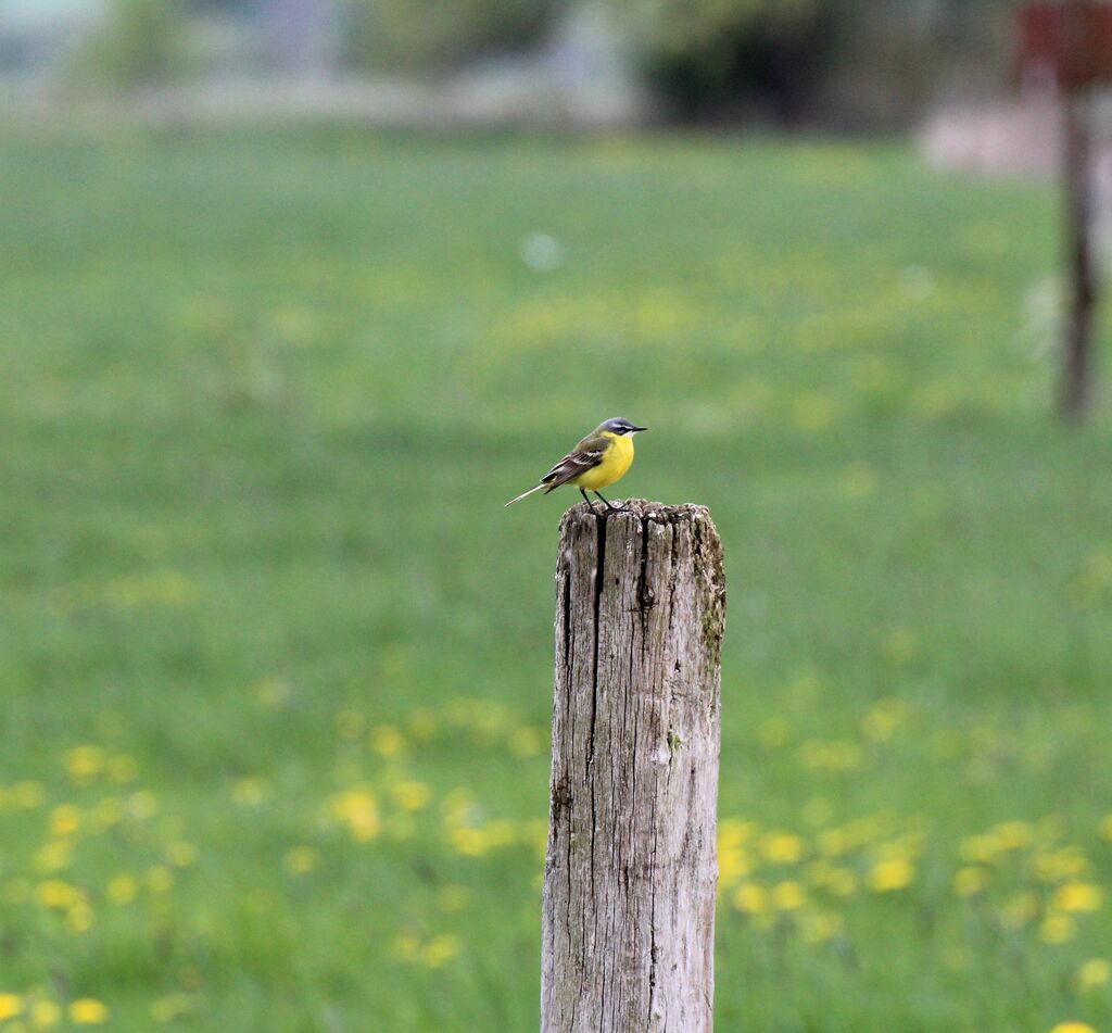 Western Yellow Wagtail