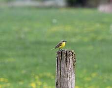 Western Yellow Wagtail