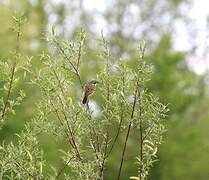 Western Yellow Wagtail