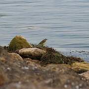 Western Yellow Wagtail