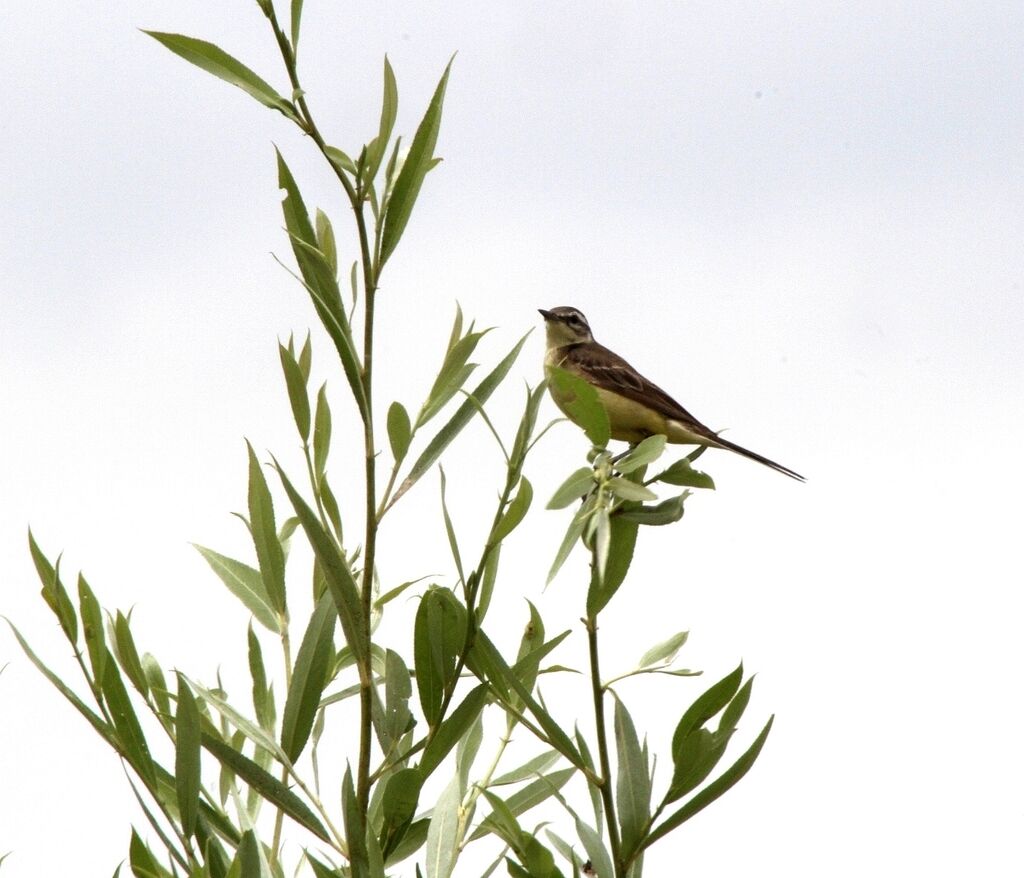 Western Yellow Wagtail