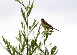 Western Yellow Wagtail