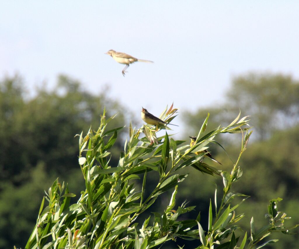 Western Yellow Wagtail