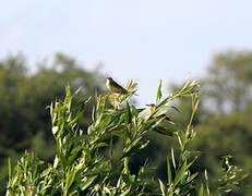 Western Yellow Wagtail