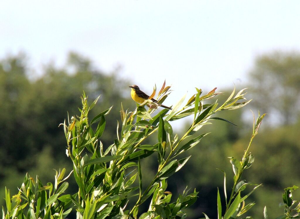 Western Yellow Wagtail