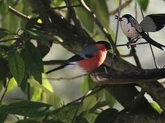 Eurasian Bullfinch