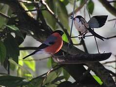 Eurasian Bullfinch