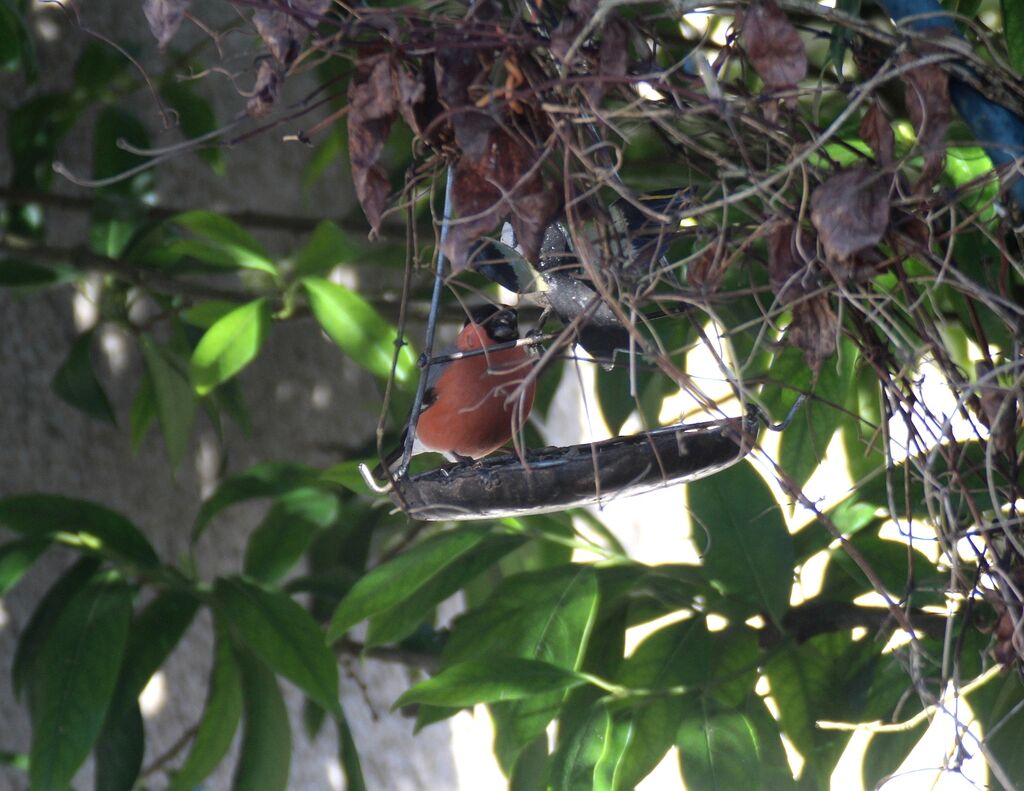 Eurasian Bullfinch