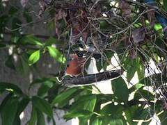 Eurasian Bullfinch