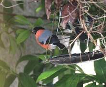 Eurasian Bullfinch