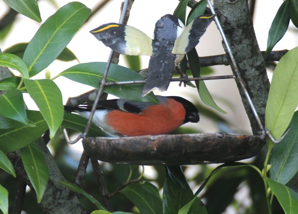 Eurasian Bullfinch