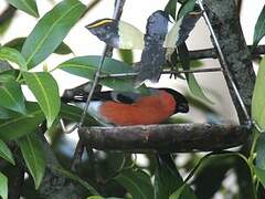 Eurasian Bullfinch